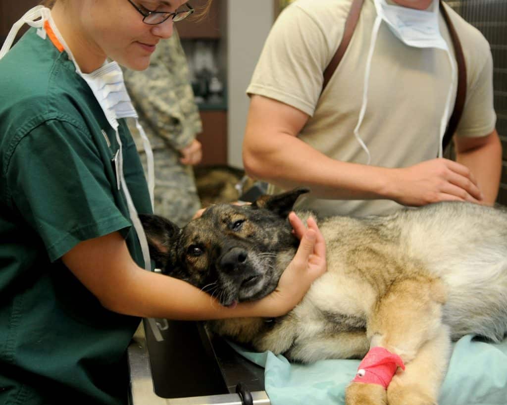 כלב חולה